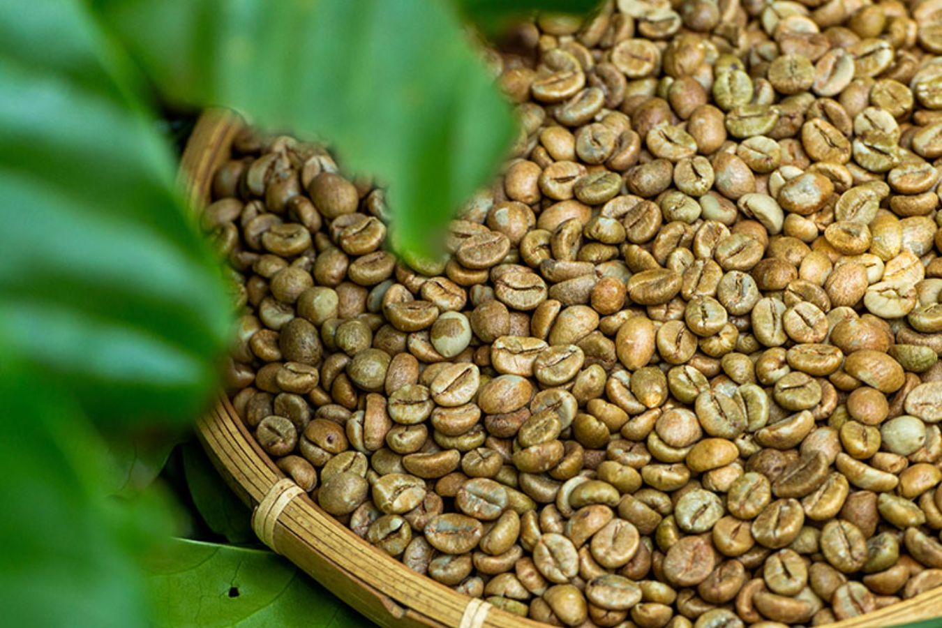 Arabica Cầu Đất - nữ hoàng của vương quốc cà phê